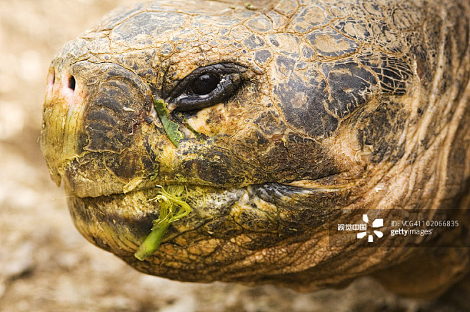 Close up of a Galapa...