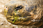 Close up of a Galapagos tortoise, Geochelone nigra, feeding._创意图片