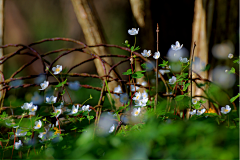 sharon青葙采集到银莲花 海葵花anemones