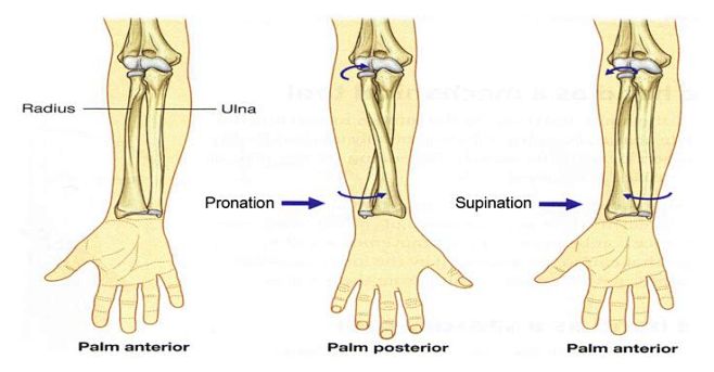 radius bone relax po...