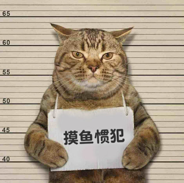 猫咪表情包 摸鱼惯犯_猫咪_惯犯表情