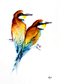 Bee-eaters watercolours illustrations : Bee-eaters watercolours illustrations