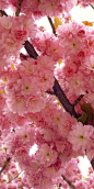 These sakura bloom a little later, are double petels and are a brighter pink: 