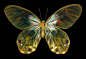组图：世界八大最美蝴蝶【透翅蝶看起来就有一种梦幻般的感觉。与其他透明翅膀的蝶类一样，透翅蝶的翅膀上没有那一层鳞片，因此很容易识别它们。透翅蝶主要生活于南美洲的雨林中。它们这种透明的翅膀可以起到隐形的效果，以躲避捕食者的攻击。】
