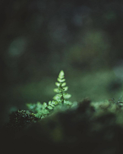 冰渣采集到植物