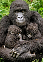 Mountain Gorilla With Twins | Cutest Paw——山地大猩猩的双胞胎