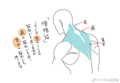 山颗石头采集到人体