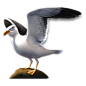 2_seagull