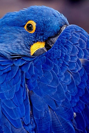 蓝色 鹦鹉
