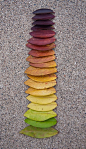 nature rainbow - Andy Goldsworthy: 