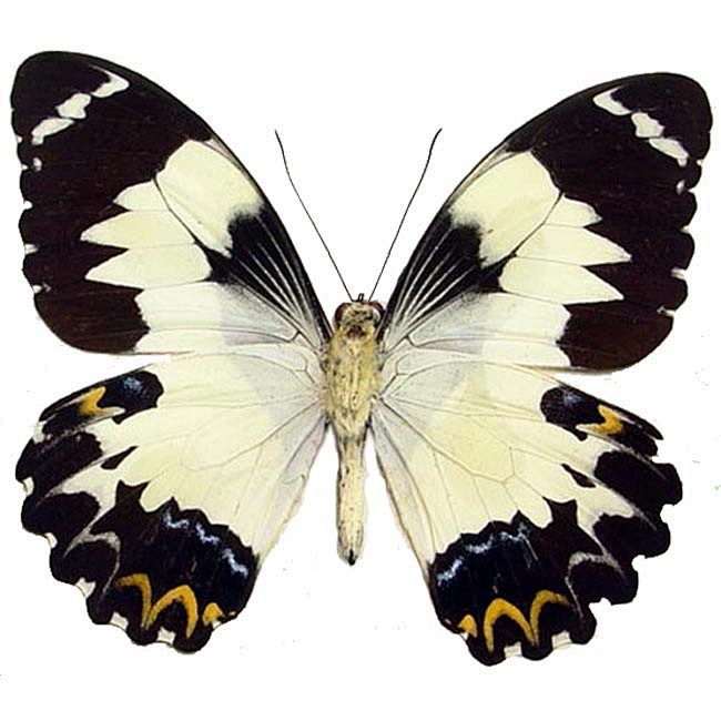 Papilio Euchenor Euc...