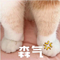 猫咪表情包合集｜你都没有胸，凶什么凶_宠物频道_东方资讯