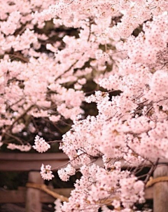 天空瓦蓝瓦蓝采集到樱花