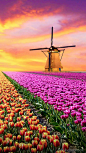 风车与鲜花都是荷兰特有的标志，荷兰首都阿姆斯特丹附近，有全世界最大的鲜花拍卖市场。大片的花田中几座风车缓缓转动，你能想象到的浪漫静谧尽在于此。——风车之国#荷兰