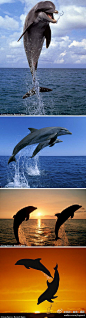美国59岁摄影家Doug 在巴哈马海域拍到一只欢脱的海豚正面朝他跃起的画面~ 也不知为啥，这群海豚似乎心情很好~~