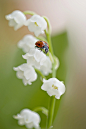 Photograph Lily Lady by Jacky Parker on 500px