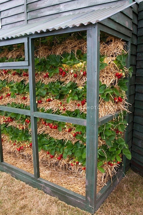 我一直在寻找一种节省空间的方式来种植草莓...