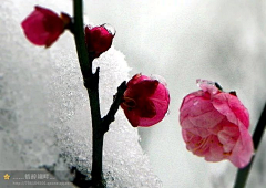 烟雨梦﹏采集到花香满园