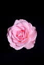 自然,粉色,花,头状花序,花瓣_122621547_Pink rose_创意图片_Getty Images China