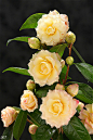 宝珠  黄色的旋律，新世纪茶花。花期3--4月。花的外围淡粉色逐渐向花心变成 淡黄色，中型立性。#茶花#