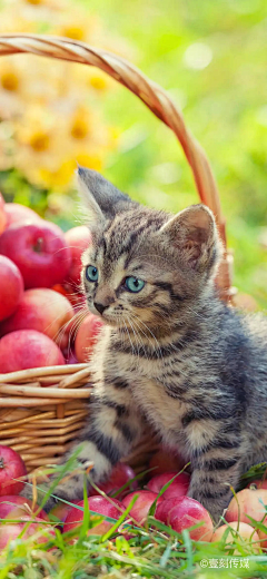 快乐的苹果1采集到萌萌的猫咪