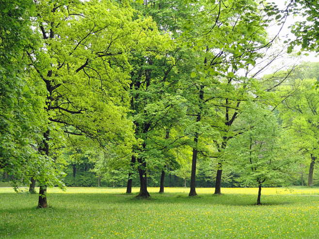 germany-nature-trees...