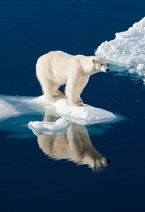 Polar Reflection!!