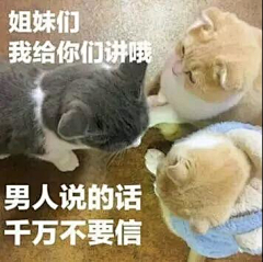 林妹妹啊采集到猫猫