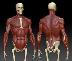 CG织梦网采集到人体解剖