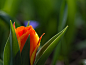Fiery Tulips Blue Soul : in my sistrs gardn