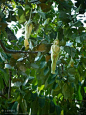史上最神奇的树---女人树。这是在泰国的一种树，名字叫“Nareepol”，其中naree意思是“女孩/女人”，而 pol 的意思是“植物/树”，也就是说这是“女人树”，它的神奇之处就是结出的果实就像是裸体女子的雕刻艺术品，据说这种“女人树”在距离曼谷500公里的碧差汶省就有。这种果实内部呈现红褐色，味道酸甜，一般当地人出于敬畏不会食用这种果实，而是将它风干，作为避邪用品出售给游客。

