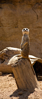 Meerkat