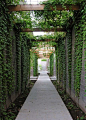 Contemporary steel  timber pergola draped in Boston Ivy