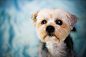 puppy by Jennifer Renner on 500px