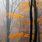 Photograph Autumn Forest by Martin Rak on 500px