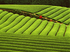 蓓姬采集到茶叶