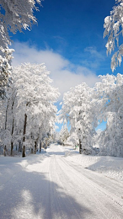 水仙欲乘鲤鱼去采集到凝琼雪华