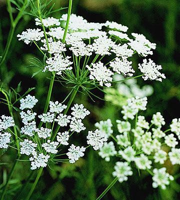 Queen Anne's Lace - ...