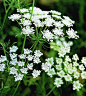 Queen Anne's Lace - Queen Anne's Lace  This easy-growing cut flower offers umbrella-shaped clusters of lacy blooms in mid to late summer. A relative of the carrot, it has a taproot and doesn't transplant well, but it reseeds gregariously.  Plant Name: Dau