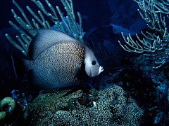 追梦踏浪采集到生物