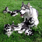 ANIMAL, BABY, DOG, HUSKY | Cutest Paw