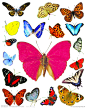 蝴蝶 动物 昆虫 美丽 鲜艳 小花 飞蛾 飞舞 毛毛虫 蜕变 触须 飞翔