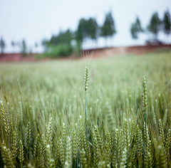 凉木采集到麦田