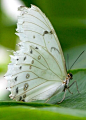 Fairy winged butterfly: 