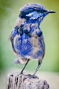 beautiful blue wren