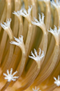 Close up of soft coral polyps. | ~*~ Life in the Deep Blue Sea ~*~