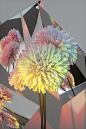 Flowers : A collection of flowers developed with Baillat Studio for Red Bull Music