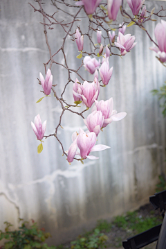 铁勺猫采集到花事