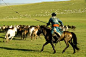 呼和浩特到希拉穆仁大草原超值俩日游（散客拼团天天发）,呼和浩特骑马旅游线路