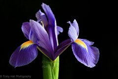 RaisonCheung采集到花花